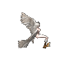 하피